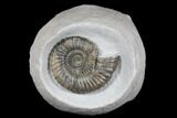 Ammonite (Androgynoceras) Fossil In Concretion - England #176236-1